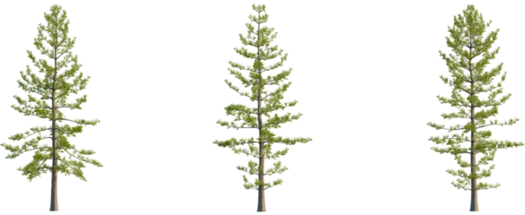 Araucaria heterophylla tree, front view, cutout, transparent background, isolate, Three tall pine trees with lush green foliage against a transparent background.