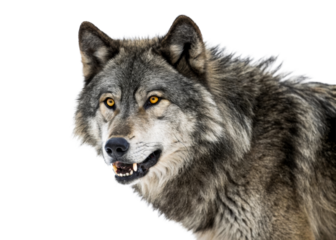 Intense wolf portrait showcasing piercing yellow eyes and sharp teeth, perfect for wildlife documentaries and naturethemed projects.