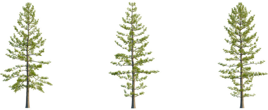 Araucaria heterophylla tree, front view, cutout, transparent background, isolate, Three tall pine trees with lush green foliage against a transparent background.