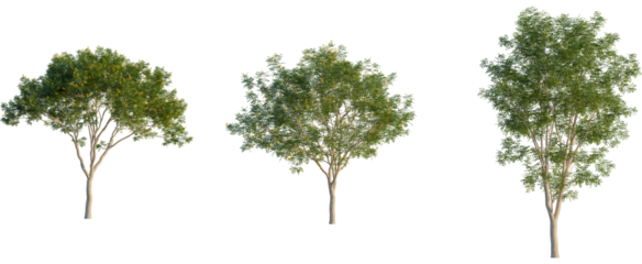 Libidibia ferrea tree, front view, cutout, transparent background, isolate, Three different trees with lush green foliage on a transparent background.