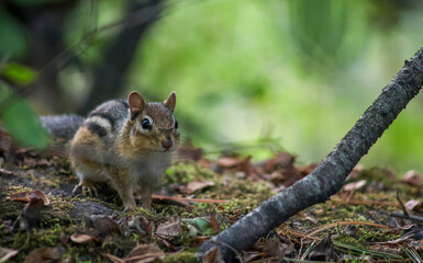 Curious chipmunk standing on mossy forest floor in soft natural light