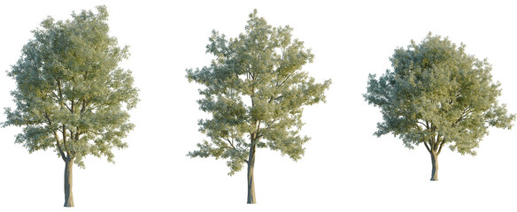 Sorbus aria tree, front view, cutout, transparent background, isolate, Three realistic 3D-rendered trees with lush green foliage.