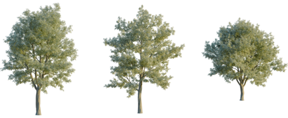 Sorbus aria tree, front view, cutout, transparent background, isolate, Three realistic 3D-rendered trees with lush green foliage.