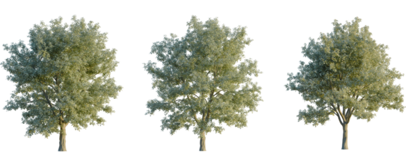 Sorbus aria tree, front view, cutout, transparent background, isolate, Three realistic 3D-rendered trees with lush green foliage, isolated on a white background.