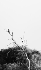 silhouette of a bird