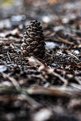 pine cones on the ground