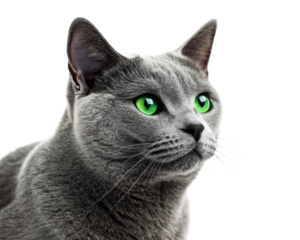 Stunning Russian Blue cat with vibrant green eyes looking to the side, perfect for pet product advertising, veterinary services, and felinethemed content creation.