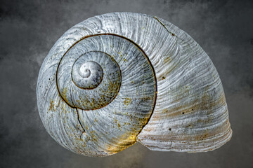 Extreme close-up of weathered grey white snail shell spiral texture detail on dark background