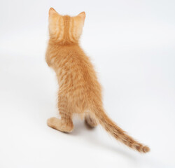Standing kitty on rear paws