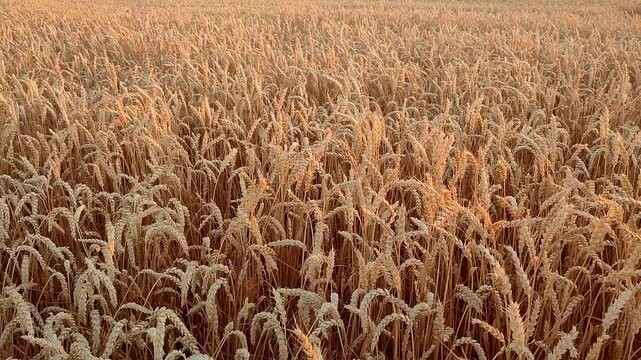 Growing wheat in field in summer evening or morning during sunset or sunrise. Ripe ears of wheat in a calm windless sunset dawn. Ripening spike of wheat in field. Spike of wheat