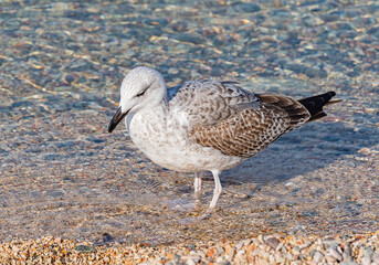 White and grey seagull