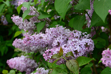 Vibrant Purple Lilac Blooms in Spring with water drops