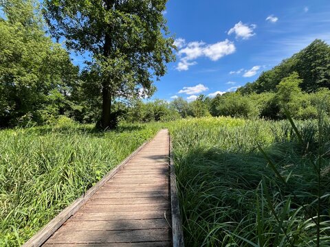 Wooden walkway through a lush green swamp on a bright summer day.
Location: Park Zdrojowy w Konstancinie, Poland.