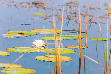 American white water lily in the wetlands of Everglades National Park