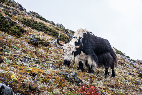 Domestic yak grazes on the mountainside - Powered by Adobe