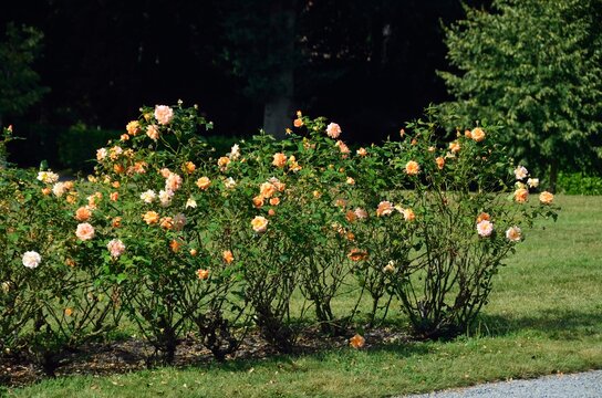 Jardines del castillo de Combourg, Ille-et-Vilaine, Breta&ntilde;a, Francia