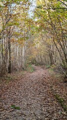 Obraz premium Les magnifiques paysages forestiers de la forêt de Rambouillet à l'automne (France)