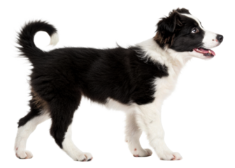 Young border collie puppy standing profile view looking to the side with mouth open, perfect for pet care, dog training, or animal companionship themes.