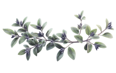 Closeup view of a small thyme sprig highlighting delicate leaves and the freshness of aromatic herbs