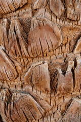 Detailed view of a textured palm tree trunk in natural light showcasing its unique patterns and structure