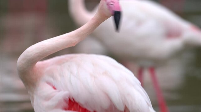 Portrait of a Greater Flamingo cleaning looking and cleaning