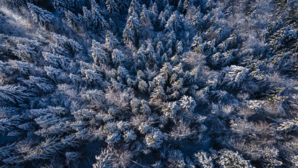 winter forest from above, nature background, aerial landscape with fir trees in snow