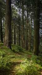 Fototapeta premium Dense green pine forest with tall trees and lush mossy ground, natural woodland landscape, vertical orientation