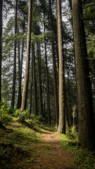 Fototapeta premium Narrow dirt path winding through a dense, dark green pine forest with tall tree trunks and dappled sunlight on the forest floor