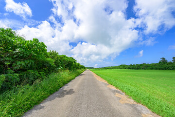 Fototapeta premium 夏の光に映える石垣島の緑豊かな小道の風景