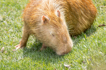 Capybara