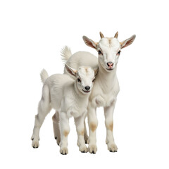 Fototapeta premium Charming companionship: Two adorable white baby goats posing together closely