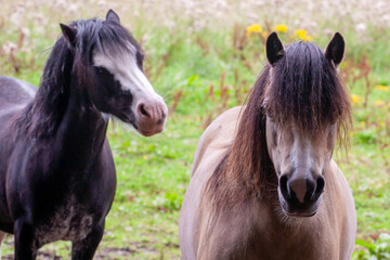 Obraz premium Horses at Eglinton Country Park near Glasgow, Scotland, UK. The park provides designated trails for horse riding, popular spot for equestrian activities. Great for walking, cycling, family outings. 