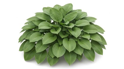 Lush green hosta plant with layered leaves isolated on white background botanical

