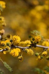 Bright Yellow Wattle Flowers Blooming on a Branch in Sunlight