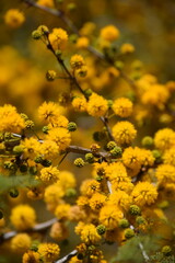 Bright Yellow Wattle Flowers Blooming on a Branch in Sunlight