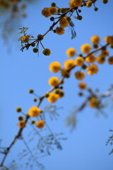 Bright Yellow Mimosa Flowers Against Clear Blue Sky