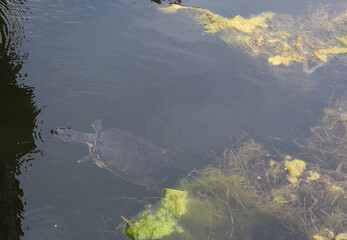 Small Turtle Swimming in Murky Pond Water Top View