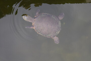 Small Turtle Swimming in Murky Pond Water Top View