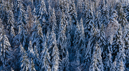 snowy forest background, winter banner with copyspace, beautiful forest
