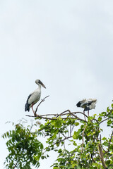 Asian open bill is sitting on isolated tree branch