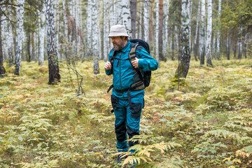 Fototapeta premium A man is in a birch grove with a backpack on his back, and there are ferns around the man