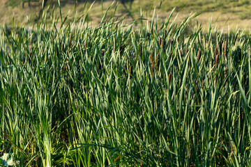 A field of tall green grass with a few weeds in it