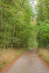 Straight dirt road leading into forest tunnel with tall trees and brown grass on autumn day