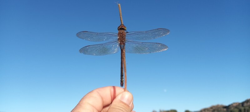 La libellula coraggiosa
