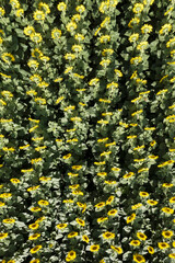 Vast and vibrant field of sunflowers blooming under the summer sun.