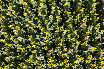 Vast and vibrant field of sunflowers blooming under the summer sun.