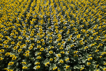 Vast and vibrant field of sunflowers blooming under the summer sun.