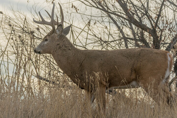 Bukc Whitetail Deer in the Rut in Autumn in Colorado