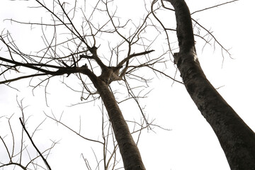 Bare tree branches against bright sky