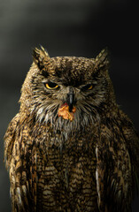 retrato de buho comiendo un trozo de carne en fondo oscuro
